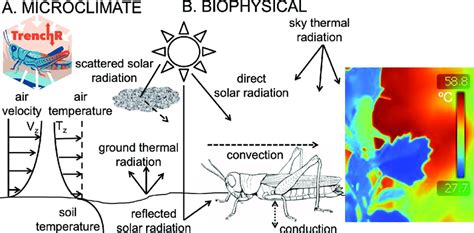 A Microclimate Models Scale Air And Soil Temperatures And Wind Speeds