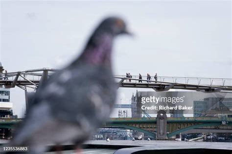 Pigeon Tower Photos and Premium High Res Pictures - Getty Images