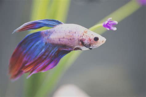 Cool Pet Fish Freshwater | Pets Animals US