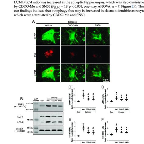 Effects Of Cddo Me And Sn On Autophagy Process In The Epileptic