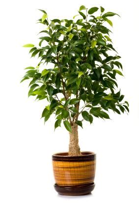 Ficus Tree Care | LoveToKnow