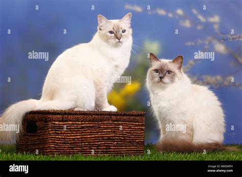 Sacred Cats Of Birma Blue Point And Blue Tabby Point Birman Stock