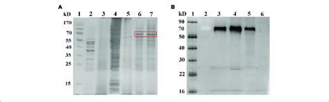 Identification Of Binding And Dissociating Of The Rvfv Gn Head Pa Download Scientific Diagram