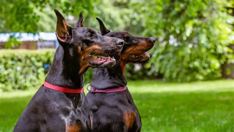 Doberman Pinscher The Perfect Protective Companion