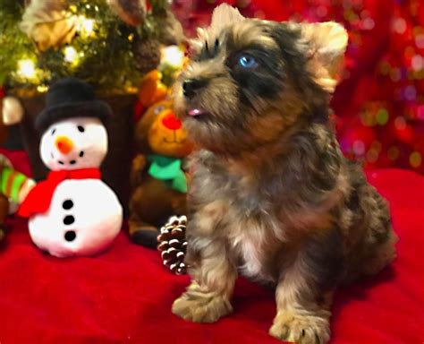 Colorful Blue Merle Yorkie