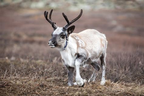 Baby Reindeer Images Browse 27093 Stock Photos Vectors And Video