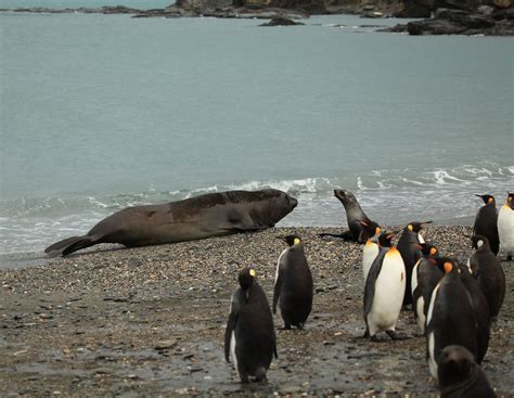 King Penguins Antarctic Fur Seals And One Big Southern E Flickr