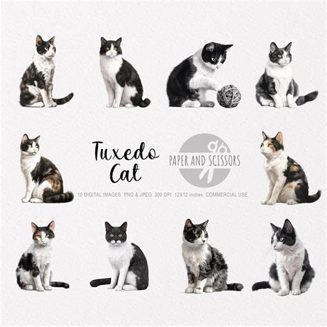 Tuxedo Cat Clipart Tuxedo Cat Png Cat Illustration Cat Cutout