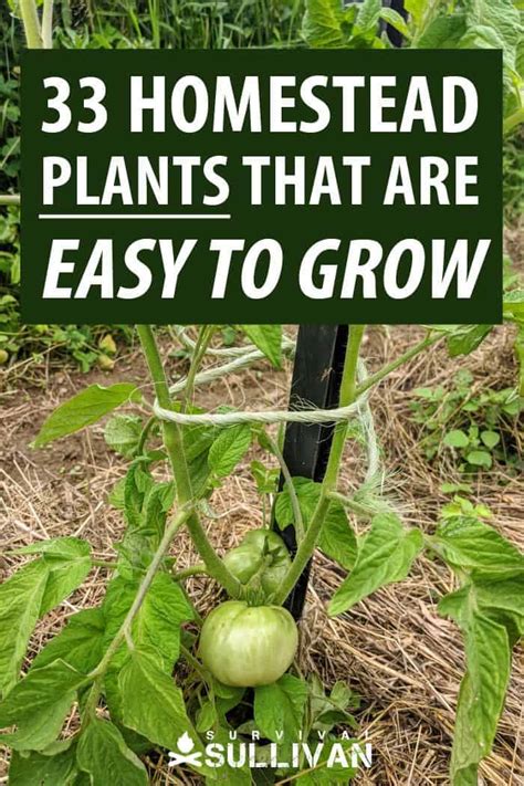 33 Homestead Plants that are Easy to Grow - Survival Sullivan