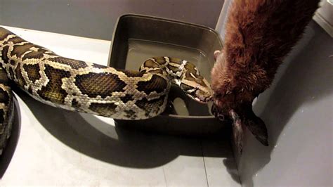 Burmese Python Attacks Bunny Youtube