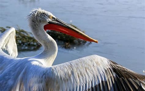 Dalmatian pelican (Pelecanus crispus) | DinoAnimals.com