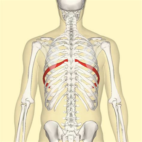 Thoracic Costo-Transverse Joint Pain (posterior rib pain)