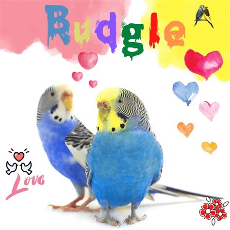 Rare Budgie Bird Rare Budgie Color Budgerigar Mutation