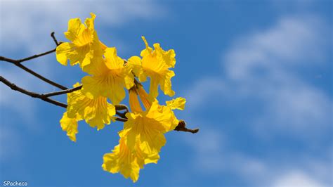 Fotos De Ipê Amarelo Tabebuia Chrysotricha