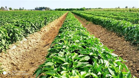 Awesome Jalapeno Chilli Pepper Growing Jalapeno Pepper Farm And Harvest Youtube