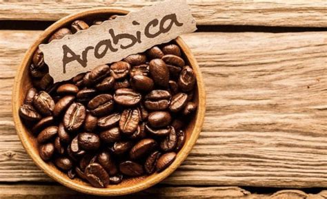 Arabica Solo Telegraph