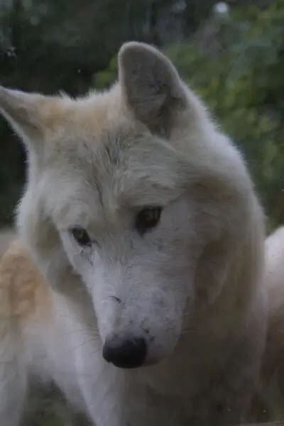 Mackenzie River wolf - Facts, Diet, Habitat & Pictures on Animalia.bio