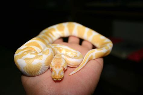 0 1 High Yellow Albino Ball Python Python Regius Flickr