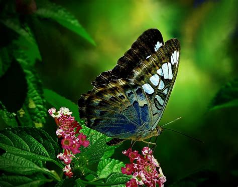 Fondos de pantalla Animales Flores naturaleza alas fotografía