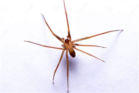 Close Up Of A Recluse Brown Or Violin Spider Loxoceles Perched On A White Surface Stock Image