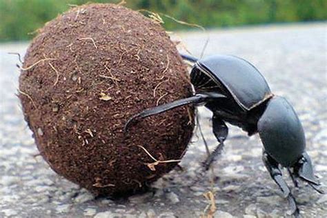 Shit Roller Dung Beetle