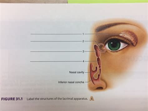 Figure 311 Lacrimal Apparatus Diagram Quizlet