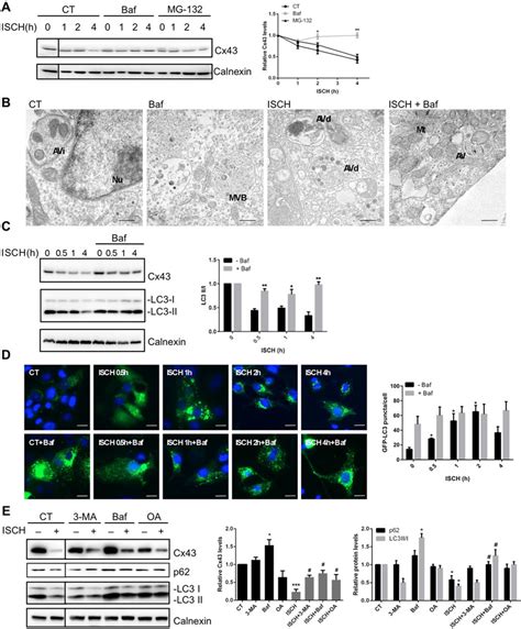 Autophagy Mediates Degradation Of Cx43 In Hl 1 Cells Subjected To Download Scientific Diagram