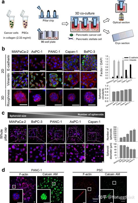 胰腺肿瘤球体和星状细胞 3d 共培养模型中基质介导的癌细胞侵袭、基质重塑和药物反应的多重定量分析 知乎