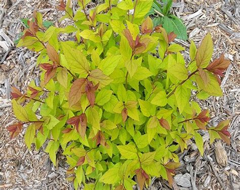 Goldflame Spirea Compact Colorful Shrub Live Starter Plant DORMANT Etsy