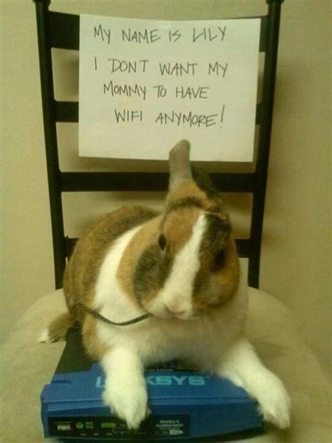 20 Hilarious Rabbit Memes For a Perfect Day | Funny animals, Funny ...