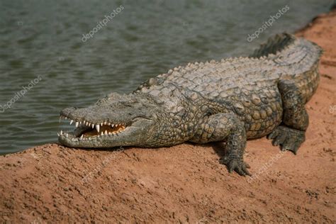 Foto De Cocodrilos Tumbados Sobre Rocas Cerca De Un Estanque Reptiles