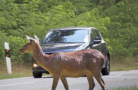 Tote Tiere kaputte Autos Unfälle häufen sich Vorsicht Wildwechsel