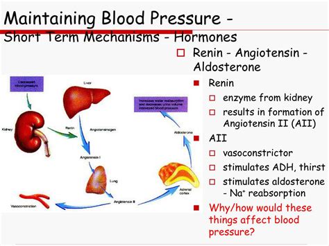 Ppt Chapter The Cardiovascular System Blood Vessels Powerpoint