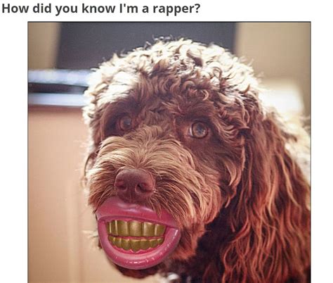 How did you know I’m a rapper? Funny Dog Toys, Funny Dog Memes, Funny ...