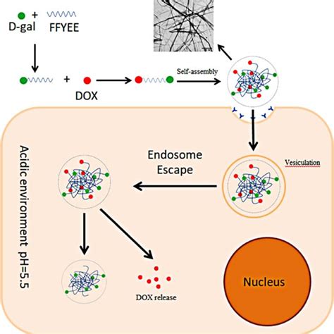 The Schematic Diagram For The Process Of D Gal Ffyee Hyd Dox Synthesis