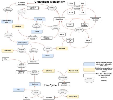 Graphic Representation Of Glutathione Metabolism And The Urea Cycle