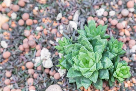 Succulents Or Cactus In Desert Botanical Garden Stock Image Image Of Close Blossom 107500073