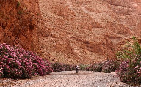 The Valley Of Roses Other Attractions In Morocco Nabeel Rashid Official