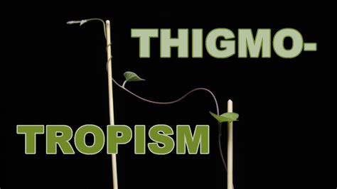 Experience the Mesmerizing Dance of Morning Glory Vines: Thigmotropism Timelapse incl BTS ...