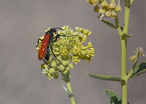 Tarantula Hawk On Milkweed Macro Close Up Critiques Nature Photographers Network