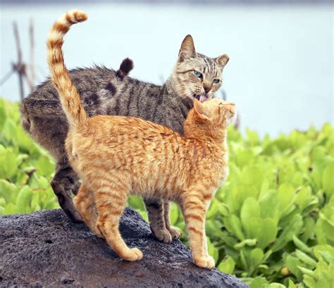 Balance Needed For Feral Cats The Garden Island