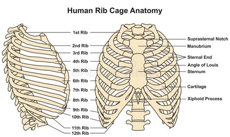 Human Rib Cage Anatomy Infographic Diagram Stock Vector Illustration