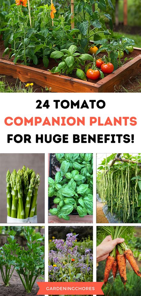 Companion Plants For Tomatoes Perfect Pairings In Companion