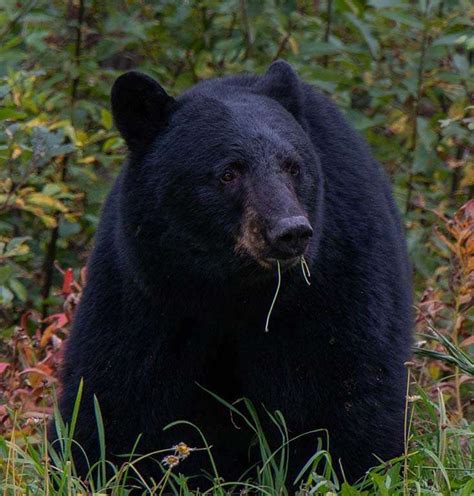 Bear Meat S Bad Rap Northwoods Sporting Journal