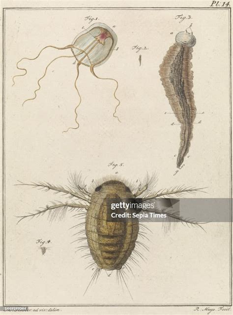 Marine Animals. Figure 1 shows a polyp jellyfish. Figures 2 and 3 ...