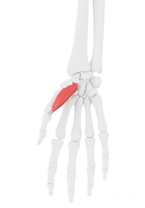 Abductor Pollicis Brevis Muscle By Sebastian Kaulitzki Science Photo