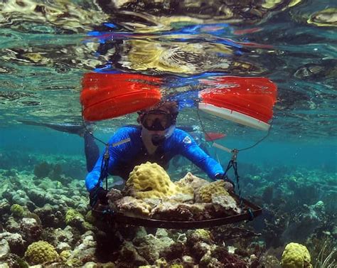 Coral Reef Ecosystems Background National Marine Sanctuaries