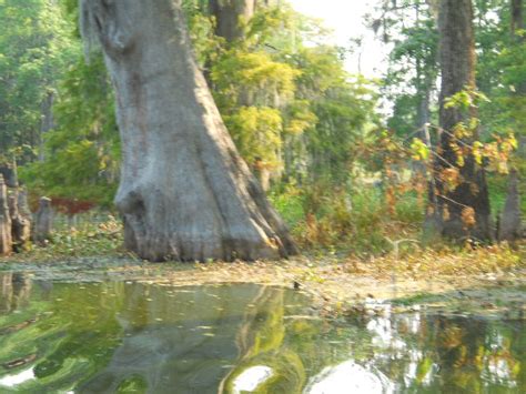 My Wild Louisiana: Lake Martin Swamp Tours and Plant Control