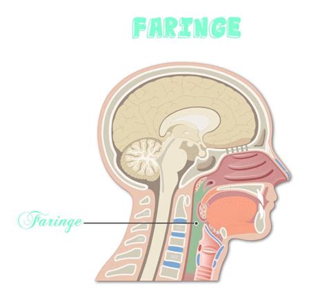 Faringe Faringe Laringe Cavidad Nasal