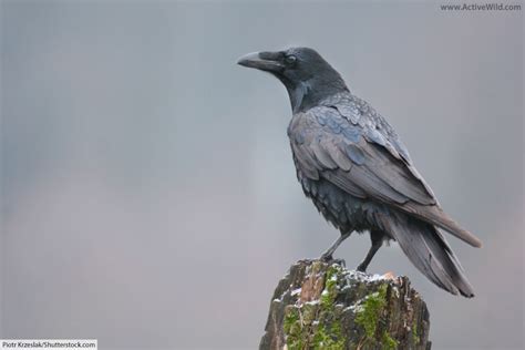 Raven Bird Facts, Pictures & In-Depth Information for Kids and Adults